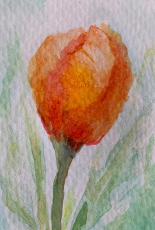 California Poppy, Watercolor. 4x6Go to Page