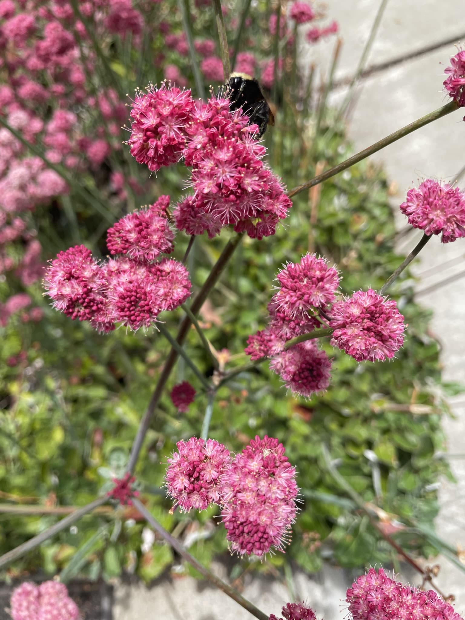 Photography (2022). Red buckwheat at home in California, USGo to Page